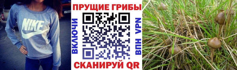 Псилоцибиновые грибы мухоморы  Сковородино 